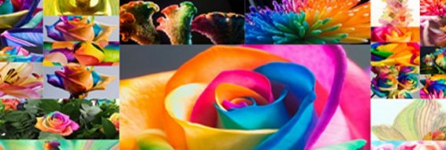 bli-creativita-photowork-happy-roses.jpg